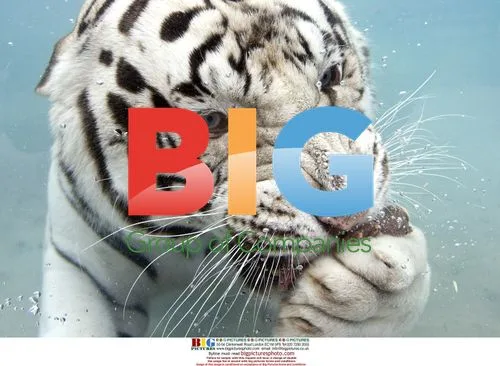 Odin the white Bengal tiger swims