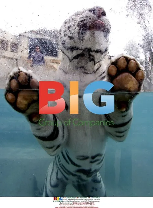 Odin the white Bengal tiger swims at Six Flags
