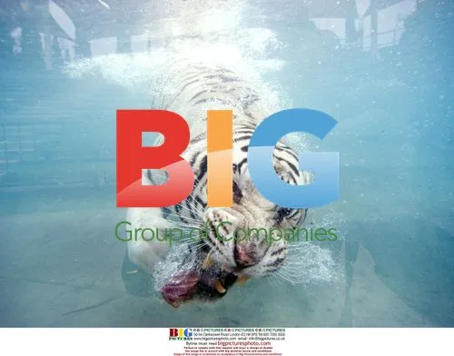 Odin the white Bengal tiger swims