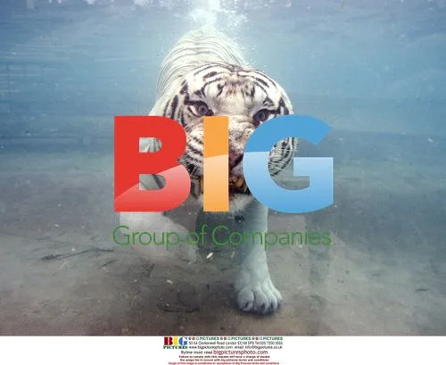 Odin the white Bengal tiger swims in water