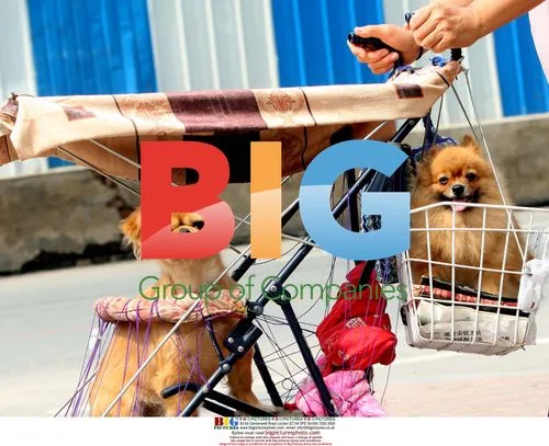 Pets in baby carriage attract attention in China