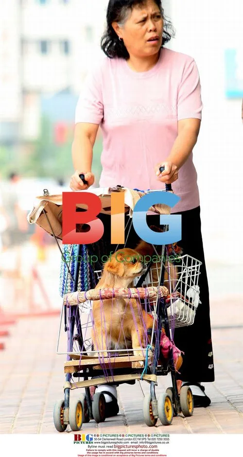 Pets Sit in Baby Carriage, Attract Attention