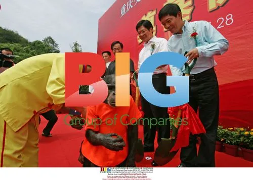 Orangutans Cut Ribbon at Chongqing Hotel Opening