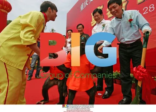 Orangutans Cut Ribbon at Hotel Opening in Chongqing