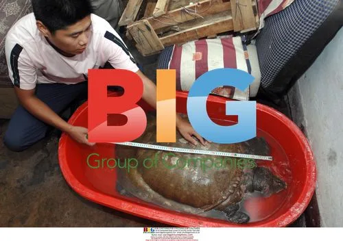 43kg Soft-shelled Turtle Released in Qingdao, China