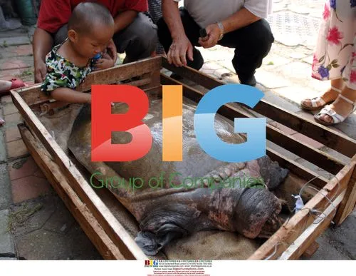 Citizen frees 43kg soft-shelled turtle in Qingdao, China