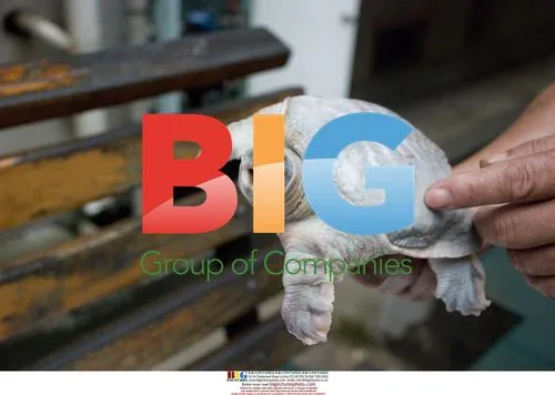 Rare white soft-shelled turtle caught in China
