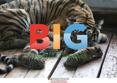 Siberian Tiger Births 6 Cubs in China