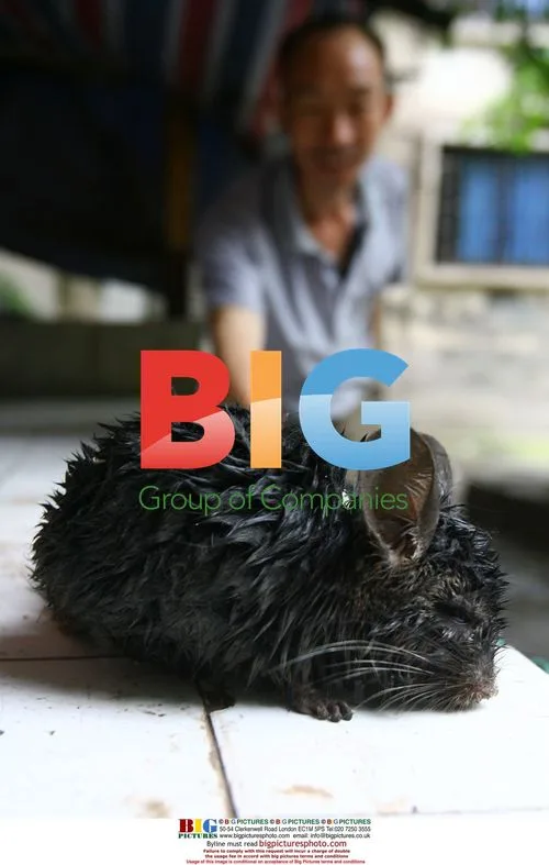 Unusual Chinchilla Discovered in China