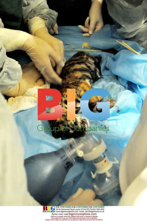 Twin Siberian tigers delivered by C-section