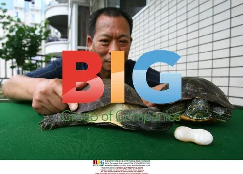 Conjoined tortoise egg birth in China