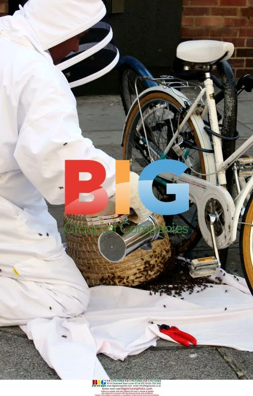 Bees swarm street in Kensington, London