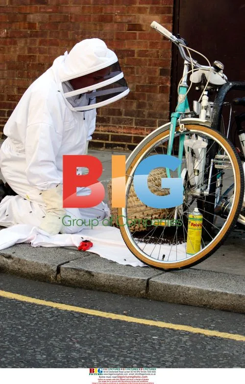 Bees Swarm Streets of Kensington, London