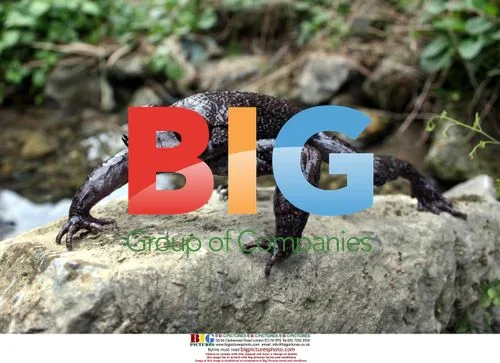 Endangered Chinese Vibrissaphora Frog