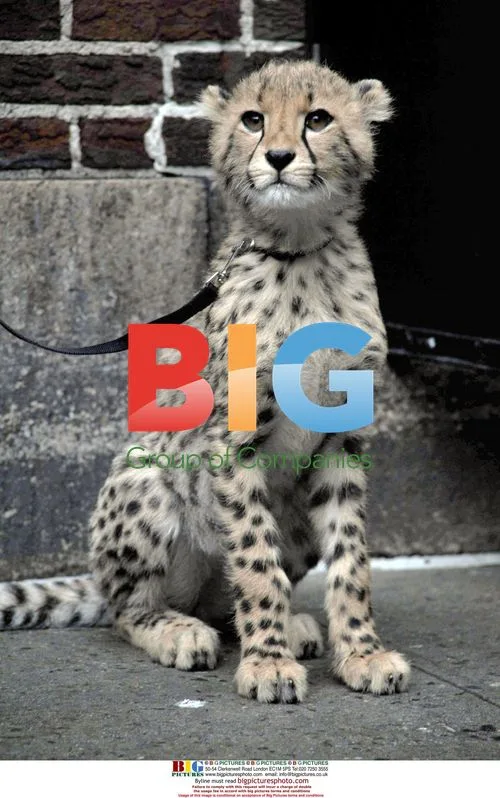 Jack Hanna with Cheetah Cub on 'Late Show'