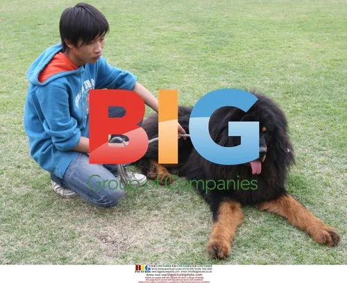 Tibetan Mastiff Dog Show in China