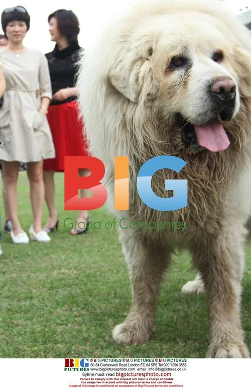 Tibetan Mastiff Dog Show in Dongguan, China