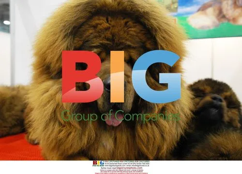 Tibetan Mastiff Show in China Attracts 300 Dogs