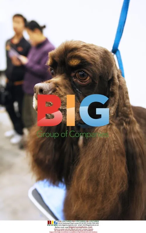 Tibetan Mastiff Show in Dongguan, China