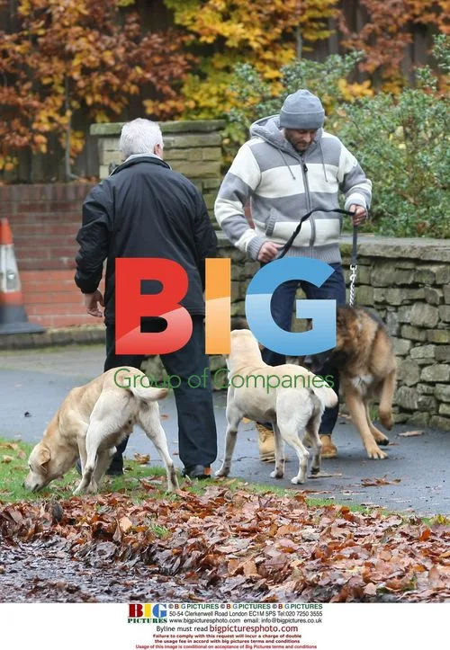 Dog Whisperer Trains Alsatian