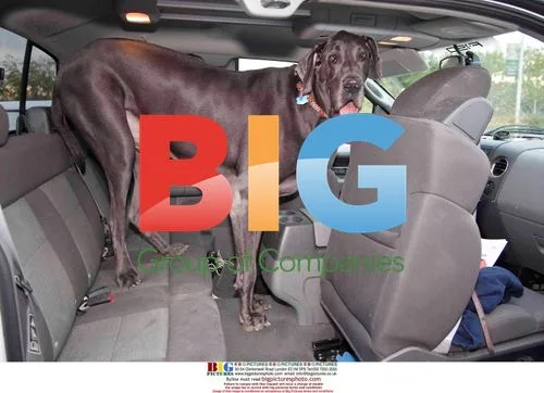 George the World's Tallest Dog with Owner