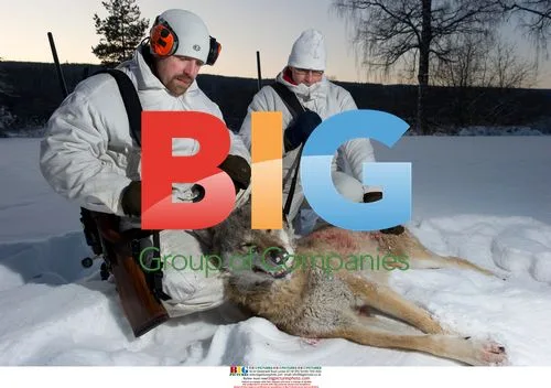 First legal wolf hunt in Sweden in 45 years