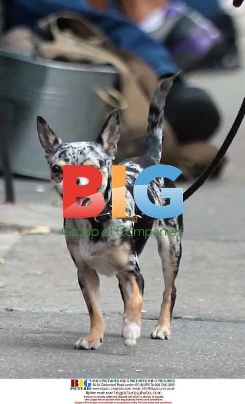 Agyness Deyn walks dog in NYC
