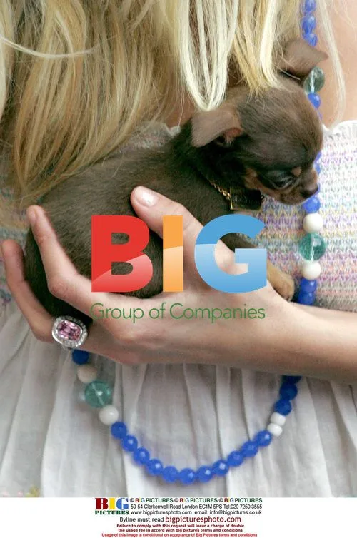Paris Hilton shops with puppy Bambi